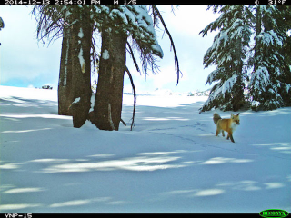 Illustration for article titled Rare Fox Spotted In Yosemite For The First Time In Nearly 100 Years